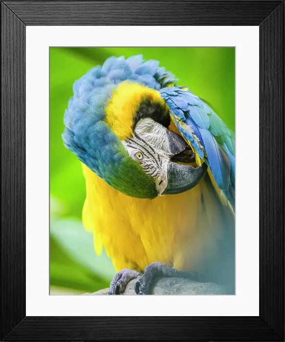 Framed Print : Parrot on Kauai