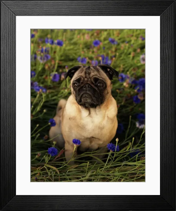 Framed Print : Pug, AKC, 3-year-old Shonda photographed in Wasilla Framed Print : Pug, AKC, 3-year-old Shonda photographed in Wasilla