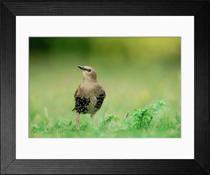 Framed Print : Juvenile Common starling (Sturnus vulgaris) changing plumage, Norfolk, England Framed Print : Juvenile Common starling (Sturnus vulgaris) changing plumage, Norfolk, England