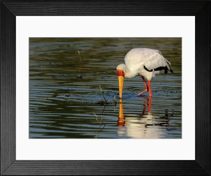 Framed Print : Yellow-billed (yellowbilled) Stork (Mycteria ibis) Framed Print : Yellow-billed (yellowbilled) Stork (Mycteria ibis)