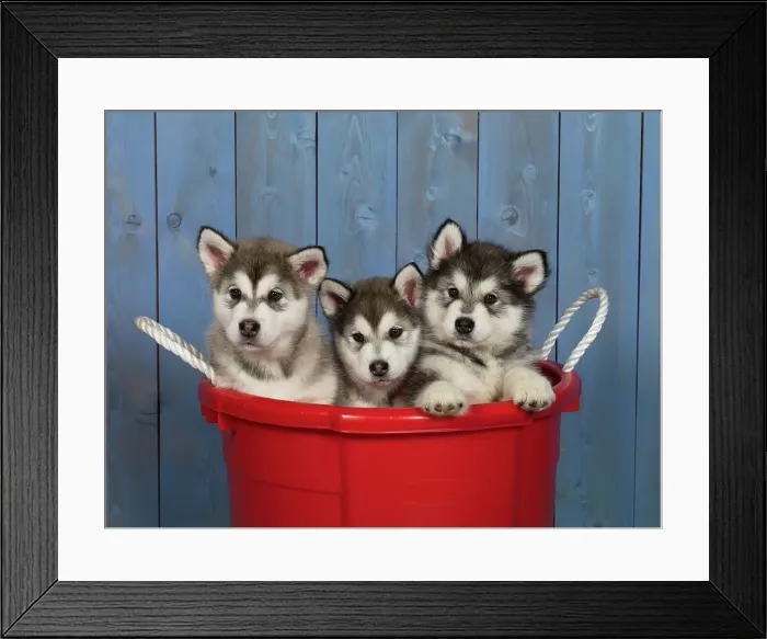 Framed Print : Alaskan Malamutes, AKC, 7-week-old puppies photographed at Randi's Studio and owned by Gidget Hagar of Fairbanks Framed Print : Alaskan Malamutes, AKC, 7-week-old puppies photographed at Randi's Studio and owned by Gidget Hagar of Fairbanks