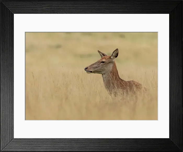Framed Print : Female Red Deer (Cervus elaphus) in long grass Framed Print : Female Red Deer (Cervus elaphus) in long grass