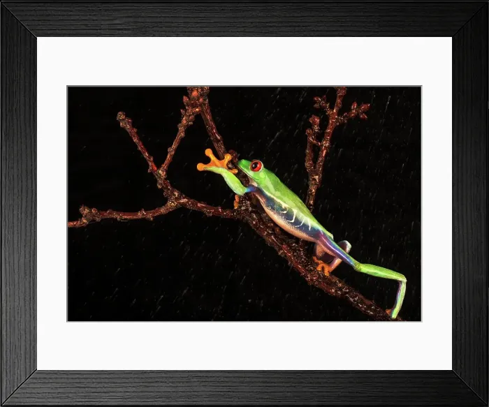 Framed Print : Male Red-Eyed Tree frog (Agalychnis callidryas) isolated on black background
