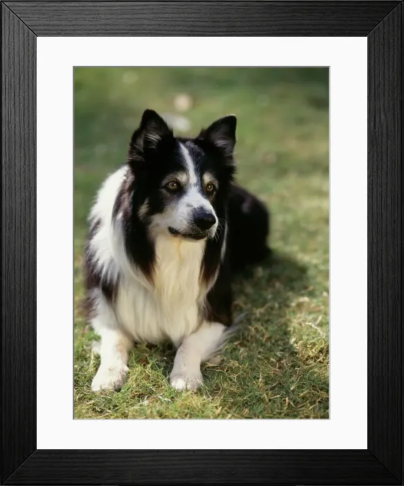 Framed Print : Border Collie, AKC, 7-year-old Scotty photographed in Phoenix