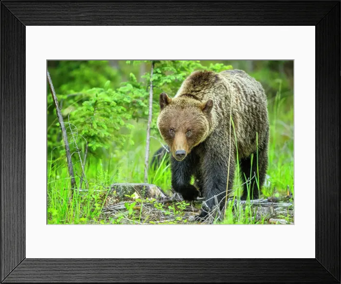 Framed Print : Grizzly Bear in Jasper National Park, Canada