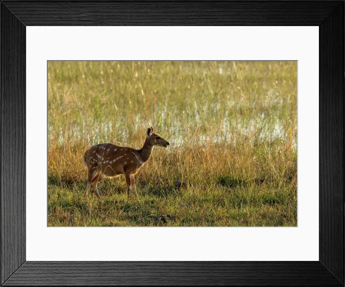 Framed Print : Bushbuck (Tragelaphus sylvaticus) female Framed Print : Bushbuck (Tragelaphus sylvaticus) female