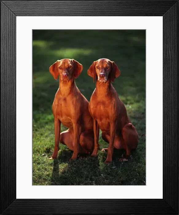Framed Print : Vizslas, AKC, 2-year-old Minka and six-year-old feathers photographed in Phoenix Framed Print : Vizslas, AKC, 2-year-old Minka and six-year-old feathers photographed in Phoenix