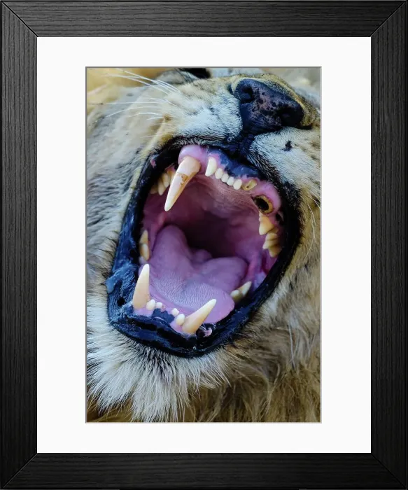 Framed Print : Lion (Panthera leo with missing canine yawning) Framed Print : Lion (Panthera leo with missing canine yawning)
