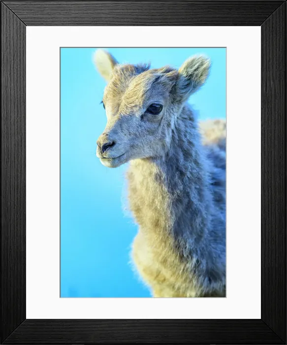 Framed Print : Mountain Sheep in Banff National Park Framed Print : Mountain Sheep in Banff National Park