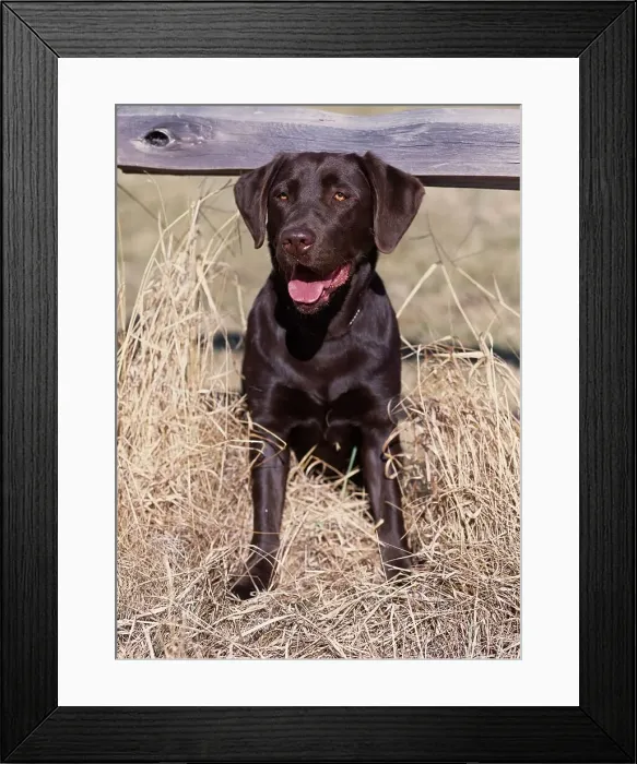Framed Print : Chocolate Labrador Retriever, AKC