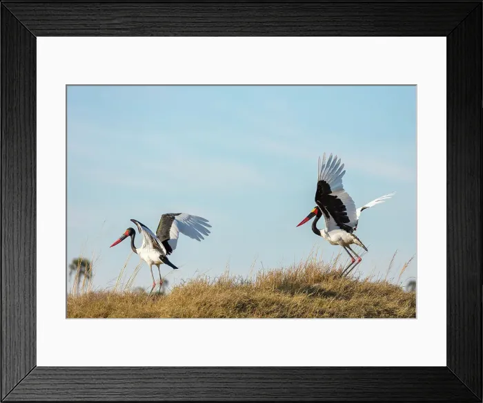 Framed Print : Saddle-billed (saddlebilled) stork (Ephippiorhynchus senegalensis) Framed Print : Saddle-billed (saddlebilled) stork (Ephippiorhynchus senegalensis)