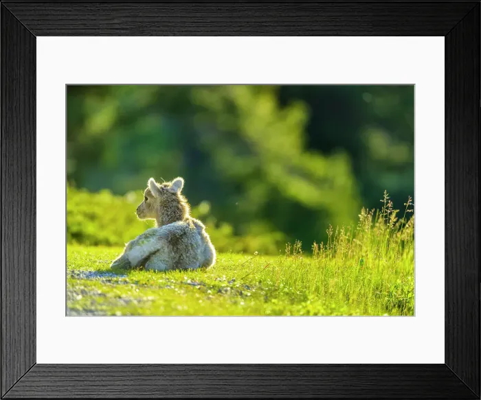 Framed Print : Mountain Sheep in Banff National Park Framed Print : Mountain Sheep in Banff National Park