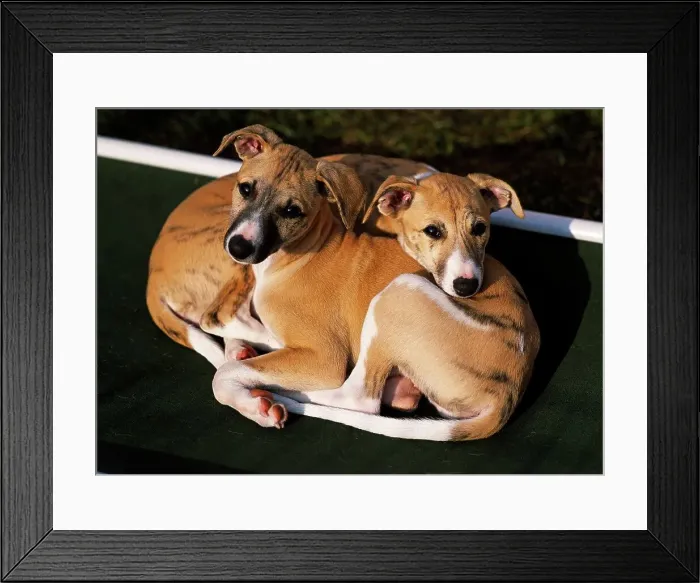 Framed Print : Whippets, AKC, 9-week-old puppies photographed in Fairbanks Framed Print : Whippets, AKC, 9-week-old puppies photographed in Fairbanks