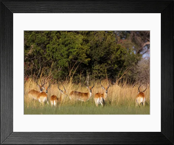Framed Print : Red lechwe (Kobus leche leche) Framed Print : Red lechwe (Kobus leche leche)