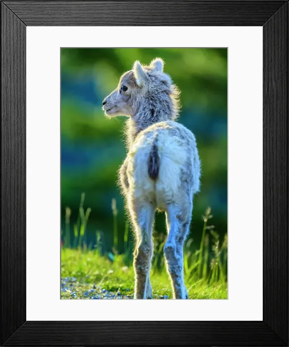 Framed Print : Mountain Sheep in Banff National Park Framed Print : Mountain Sheep in Banff National Park
