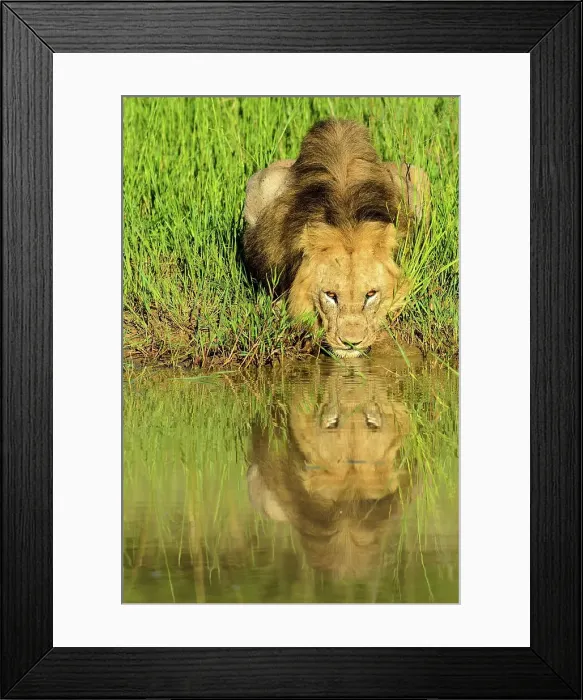Framed Print : Lion (Panthera leo) drinking. Phinda / Munyawana / Zuka Game Reserve Framed Print : Lion (Panthera leo) drinking. Phinda / Munyawana / Zuka Game Reserve