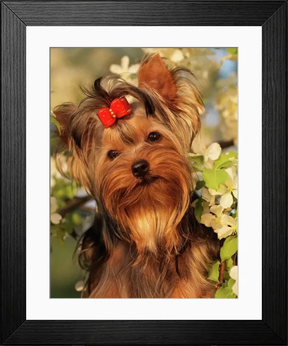 Framed Print : Yorkshire Terrier, AKC, 7-month-old puppy Amy photographed in Fairbanks