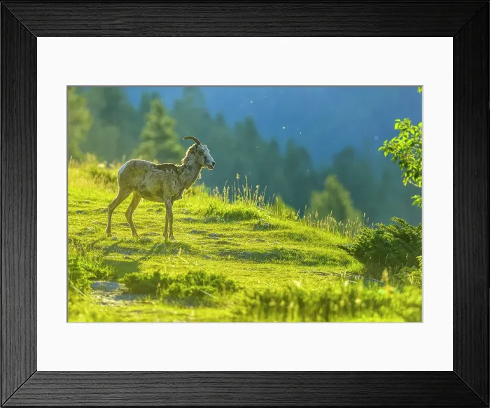 Framed Print : Mountain Sheep in Banff National Park Framed Print : Mountain Sheep in Banff National Park