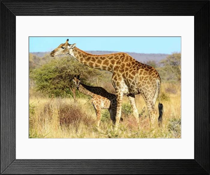 Framed Print : Giraffe (Giraffa camelopardalis) and calf Framed Print : Giraffe (Giraffa camelopardalis) and calf