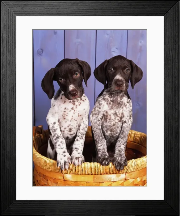 Framed Print : German Shorthaired Pointers, AKC Framed Print : German Shorthaired Pointers, AKC