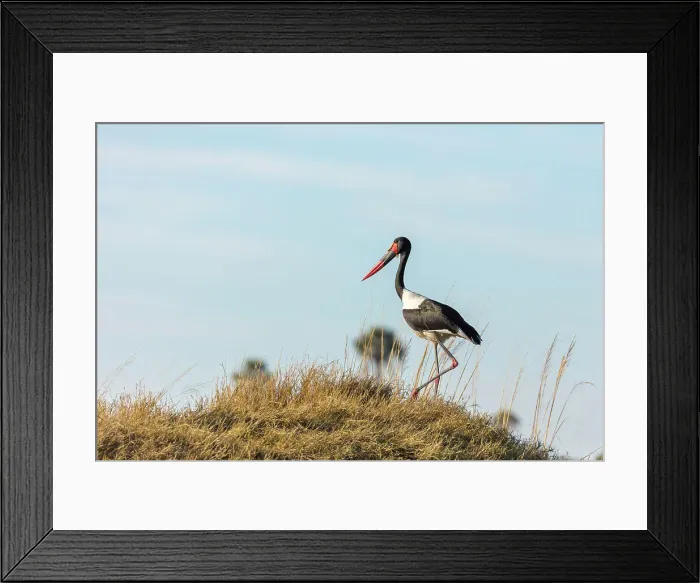 Framed Print : Saddle-billed (saddlebilled) stork (Ephippiorhynchus senegalensis) Framed Print : Saddle-billed (saddlebilled) stork (Ephippiorhynchus senegalensis)