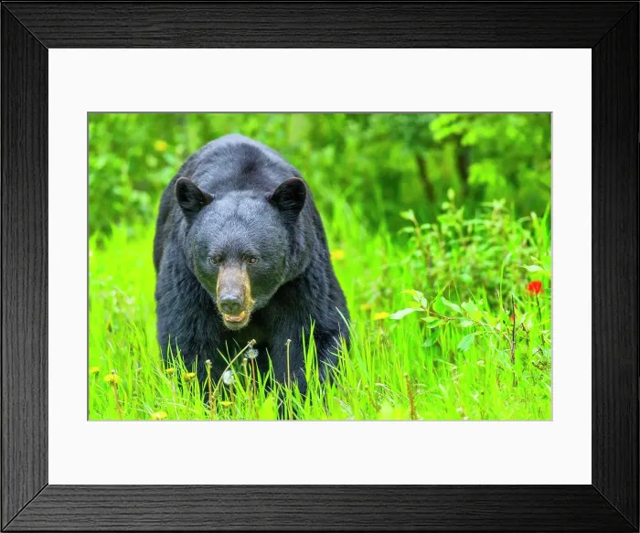 Framed Print : Black Bear in Jasper National Park, Canada Framed Print : Black Bear in Jasper National Park, Canada