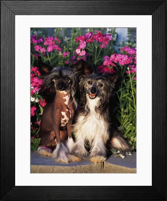 Framed Print : Chinese Crested Dogs, AKC, 9-month-old Fanny (Hairless) and 9-month-old Flirt (Powder Puff) photographed in Palmer Framed Print : Chinese Crested Dogs, AKC, 9-month-old Fanny (Hairless) and 9-month-old Flirt (Powder Puff) photographed in Palmer