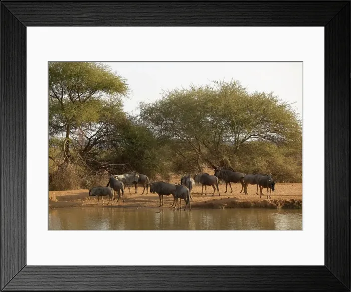 Framed Print : Blue Wildebeest (Connochaetes gnou) herd at waterhole Framed Print : Blue Wildebeest (Connochaetes gnou) herd at waterhole