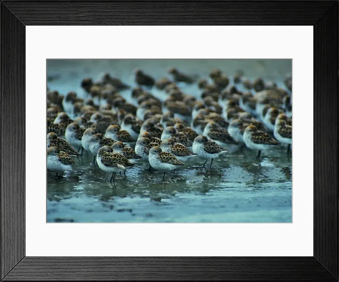 Framed Print : Canada, British Columbia, Vancouver Island Framed Print : Canada, British Columbia, Vancouver Island