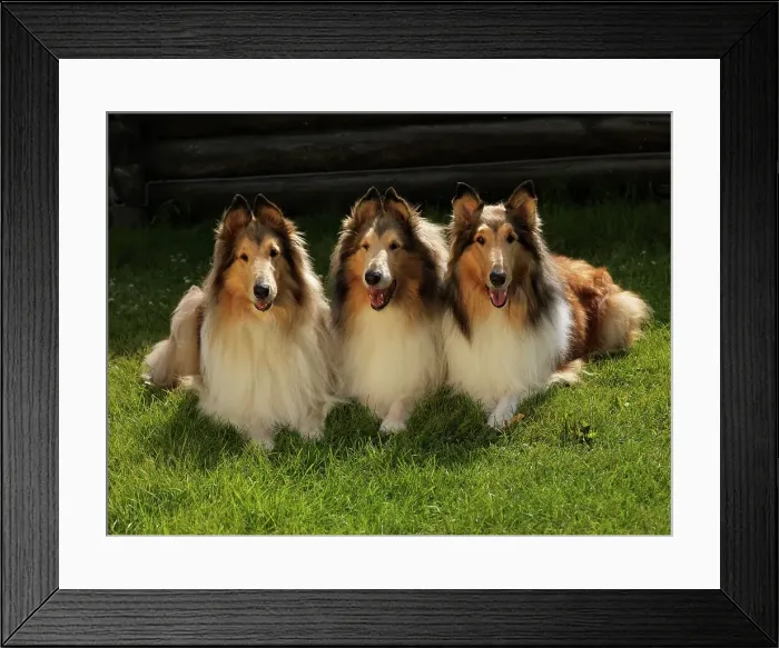 Framed Print : Rough Collies, Collies, AKC, 4-year-old Spirit Framed Print : Rough Collies, Collies, AKC, 4-year-old Spirit