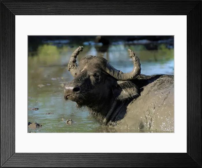 Framed Print : Buffalo wallowing. MalaMala Game Reserve Framed Print : Buffalo wallowing. MalaMala Game Reserve