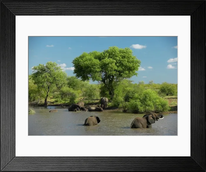 Framed Print : Elephant (Loxodonta africana) at waterhole drinking