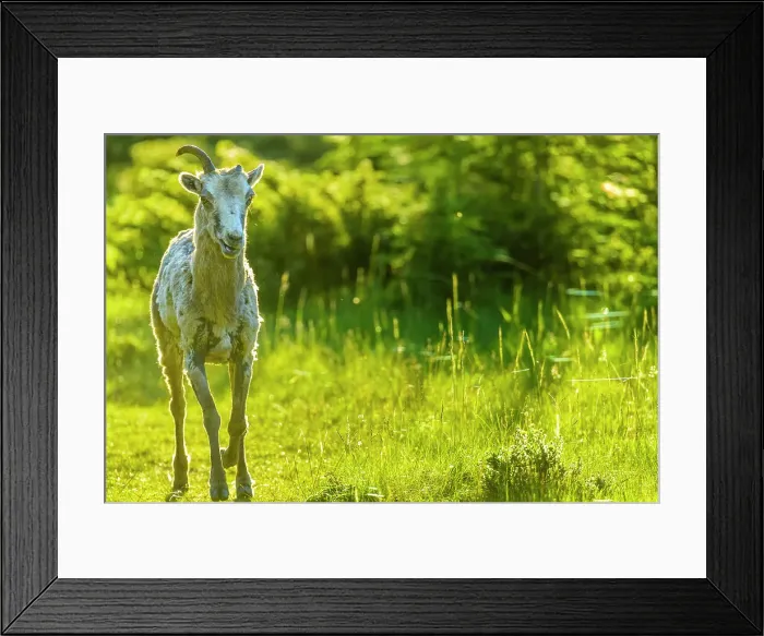 Framed Print : Mountain Sheep in Banff National Park Framed Print : Mountain Sheep in Banff National Park