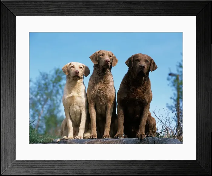 Framed Print : Chesapeake Bay Retrievers, AKC Framed Print : Chesapeake Bay Retrievers, AKC