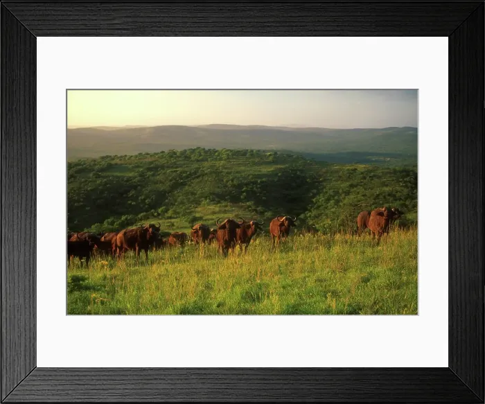 Framed Print : Buffalo Herd in veld. Hluhluwe Umfoloza Park Framed Print : Buffalo Herd in veld. Hluhluwe Umfoloza Park