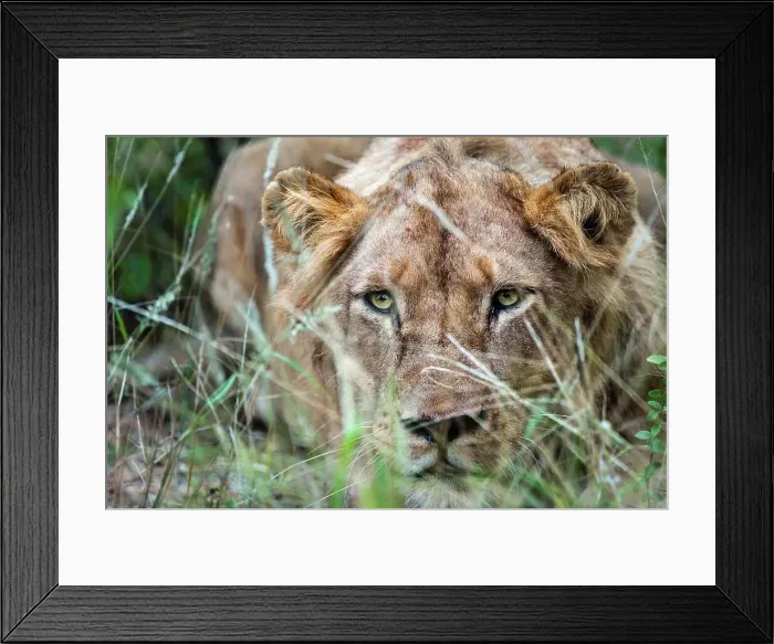 Framed Print : Lion (Panthera leo). Timbavati Game Reserve Framed Print : Lion (Panthera leo). Timbavati Game Reserve