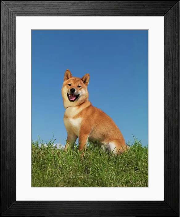 Framed Print : Shiba Inu, AKC, 10-month-old Kenai photographed in Palmer, Alaska and owned by Jan Johnson of Soldotna, Alaska Framed Print : Shiba Inu, AKC, 10-month-old Kenai photographed in Palmer, Alaska and owned by Jan Johnson of Soldotna, Alaska
