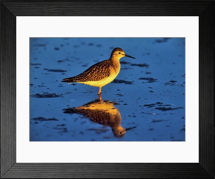 Framed Print : Canada, British Columbia, Vancouver Island Framed Print : Canada, British Columbia, Vancouver Island