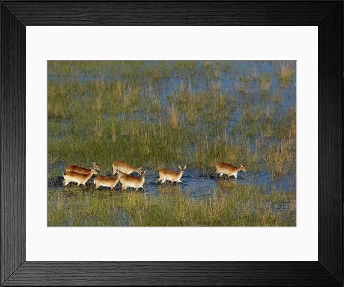 Framed Print : Aerial view of red lechwe (Kobus leche leche) Framed Print : Aerial view of red lechwe (Kobus leche leche)