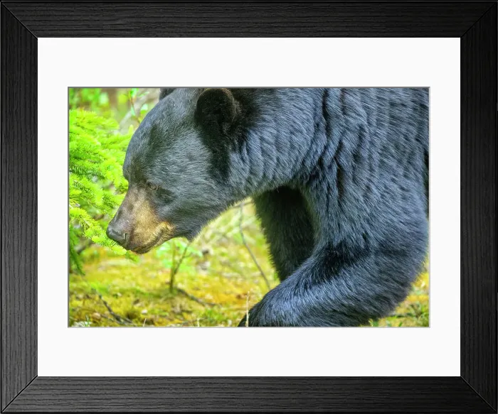 Framed Print : Black Bear in Jasper National Park, Canada Framed Print : Black Bear in Jasper National Park, Canada