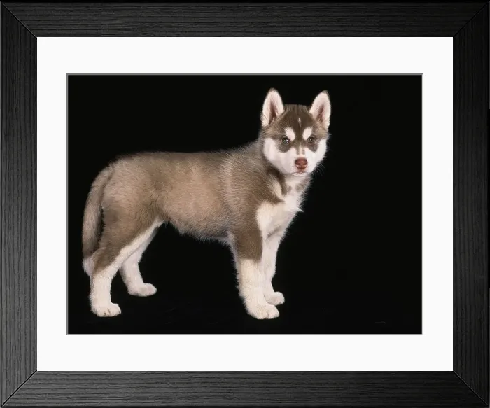 Framed Print : Siberian Husky, AKC Framed Print : Siberian Husky, AKC