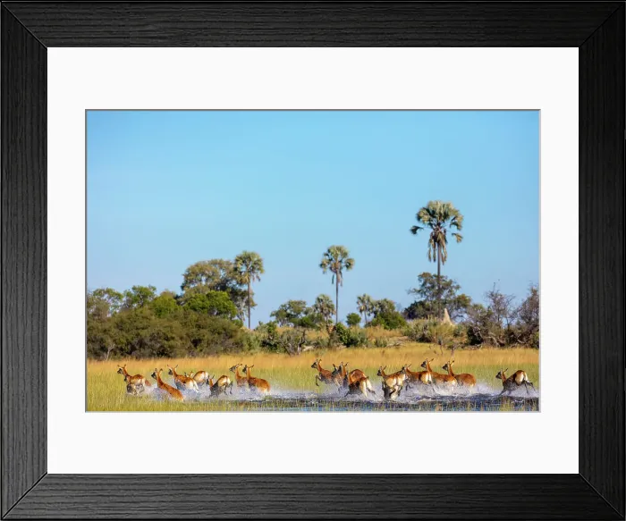 Framed Print : Red lechwe (Kobus leche leche) Framed Print : Red lechwe (Kobus leche leche)
