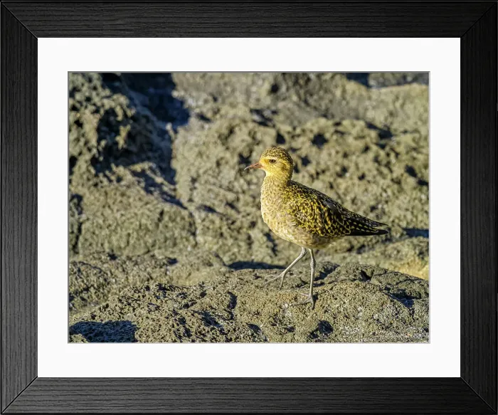 Framed Print : Wandering tattler on Maui Hawaii