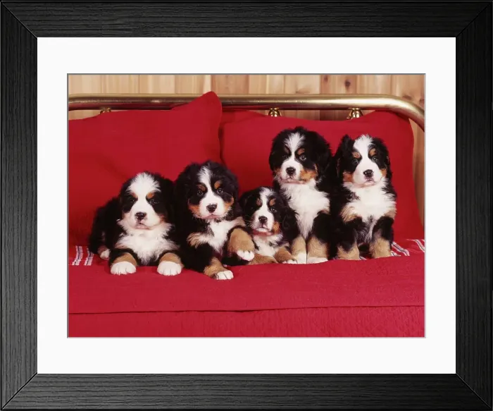 Framed Print : Bernese Mountain Dogs, AKC Framed Print : Bernese Mountain Dogs, AKC