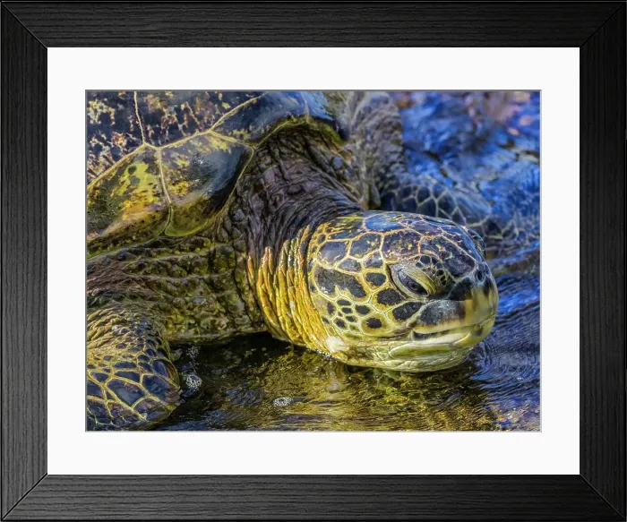 Framed Print : Green sea turtle on Maui Hawaii Framed Print : Green sea turtle on Maui Hawaii