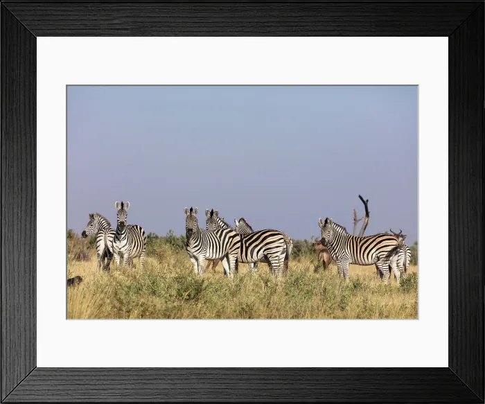 Framed Print : Plains zebra, common zebra or Burchell's zebra (Equus quagga) Framed Print : Plains zebra, common zebra or Burchell's zebra (Equus quagga)