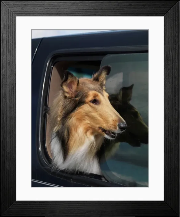 Framed Print : Collie, Rough Collie, AKC, 4-year-old Spirit photographed in Palmer Framed Print : Collie, Rough Collie, AKC, 4-year-old Spirit photographed in Palmer