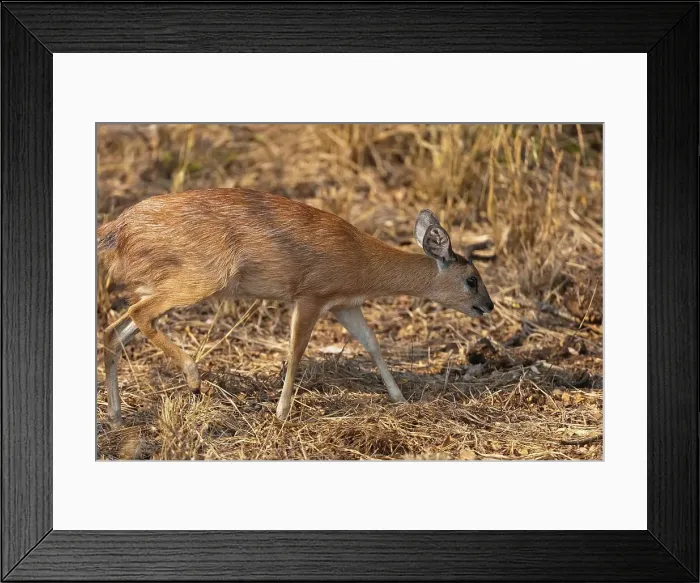 Framed Print : Sharpe's or Northern Grysbok (Raphicerus sharpei) near Punda Maria Camp Framed Print : Sharpe's or Northern Grysbok (Raphicerus sharpei) near Punda Maria Camp