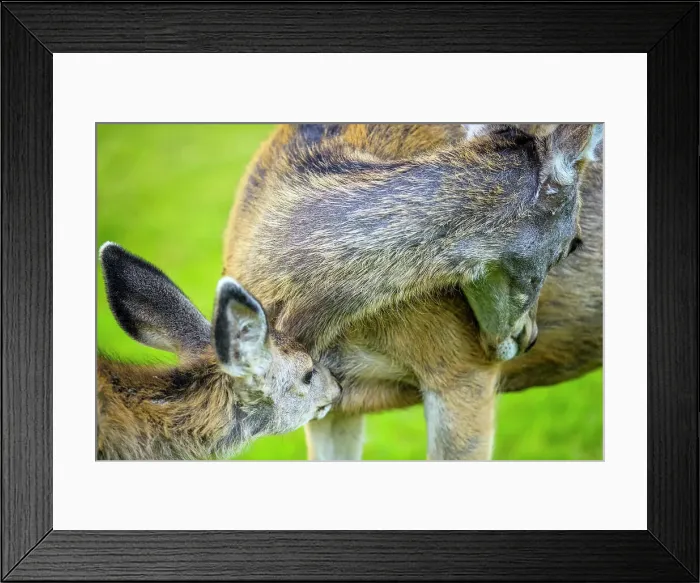 Framed Print : Fawn in Waterton National Park, Canada Framed Print : Fawn in Waterton National Park, Canada