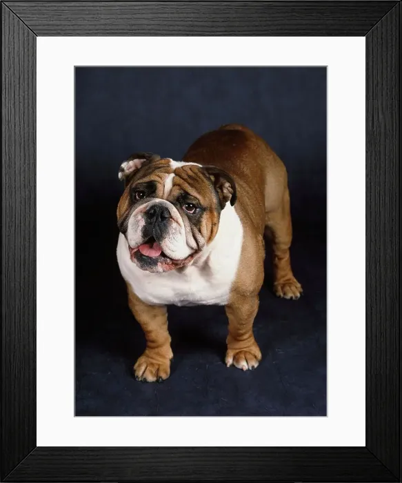 Framed Print : Bulldog, AKC, 3-year-old Tonka photographed at Randi's studio and owned by Billy Framed Print : Bulldog, AKC, 3-year-old Tonka photographed at Randi's studio and owned by Billy